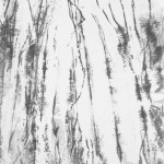 Splintered woods 5 亀裂の森 5 33 cms x 35 cms 2006